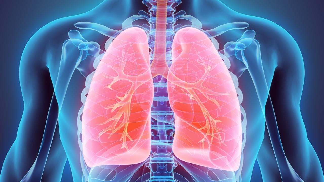 Human Lungs Illustration for Indoor Air Testing