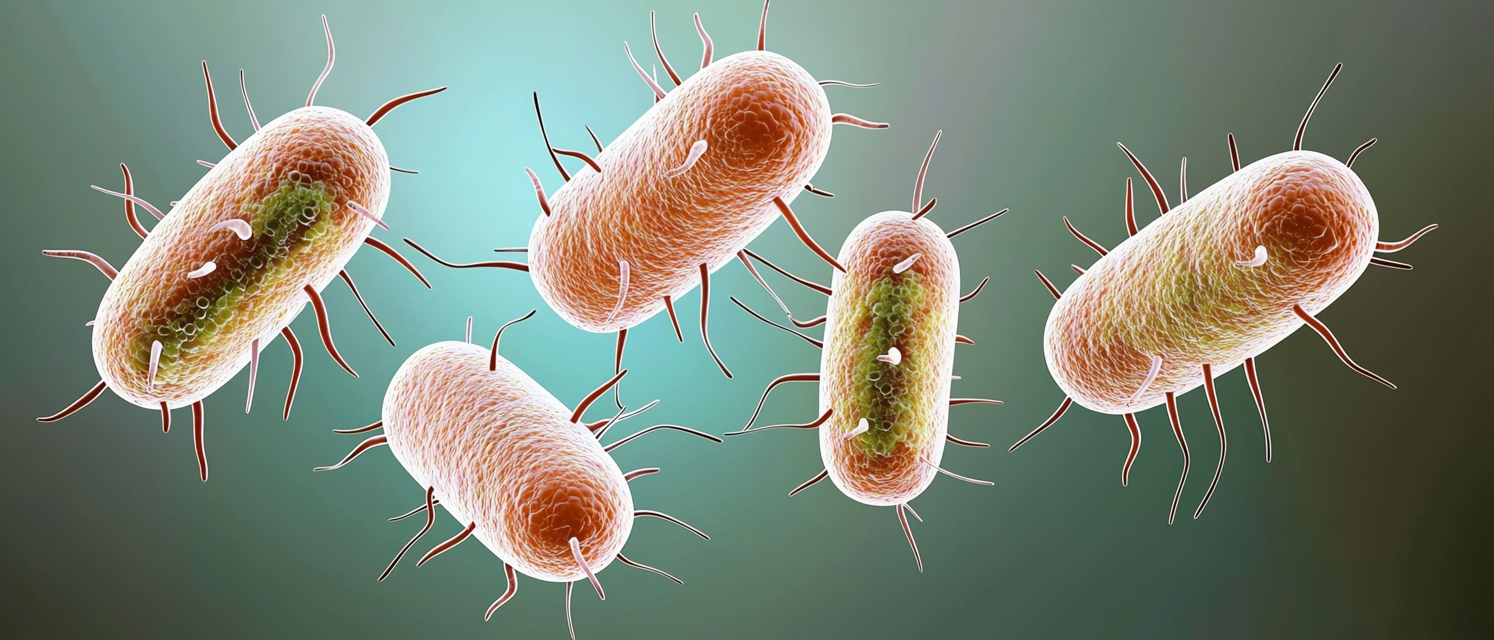E-coli Bacteria Illustration for Water Testing